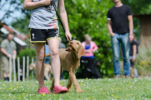 The Science of Treat-Training Dogs