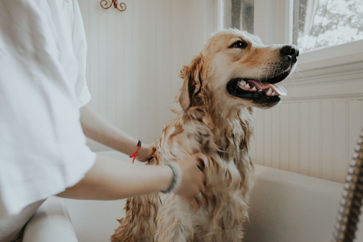 A person is washing a dog in a bathtub.