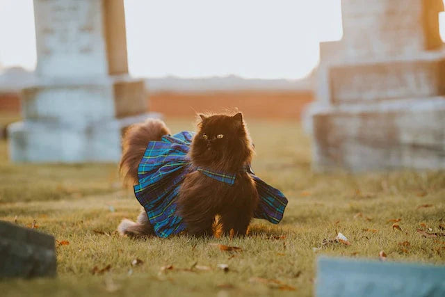 black fluffy cat with a school style skirt walking in a grassy area in a sunset setting