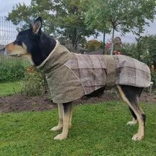 a dog wearing a coat standing in the grass