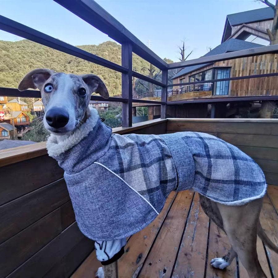 a dog wearing a sweater standing on a deck