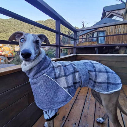 a dog wearing a sweater standing on a deck