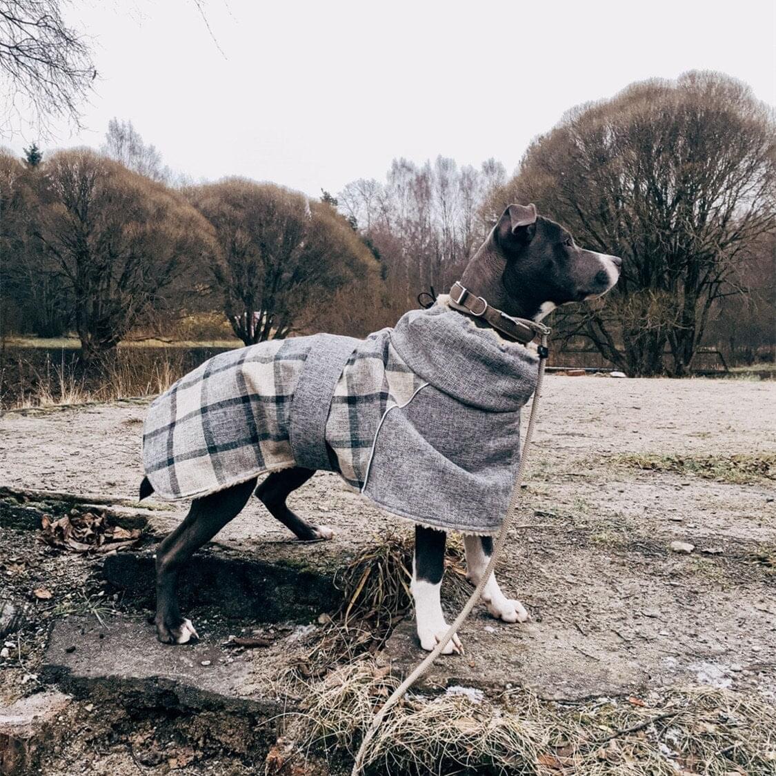 a dog wearing a coat standing on top of a pile of hay