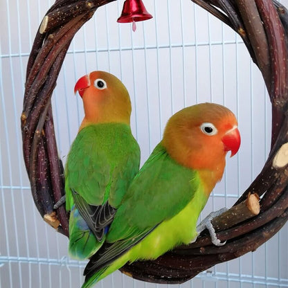 Two CJdrop lovebirds, colored green and yellow, perched on an Applewood Rattan Ring Frame for Birds.