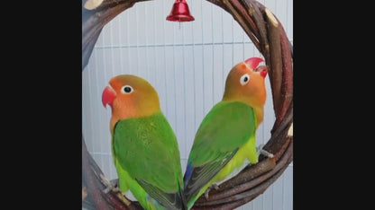 Applewood Rattan Ring Frame for Birds