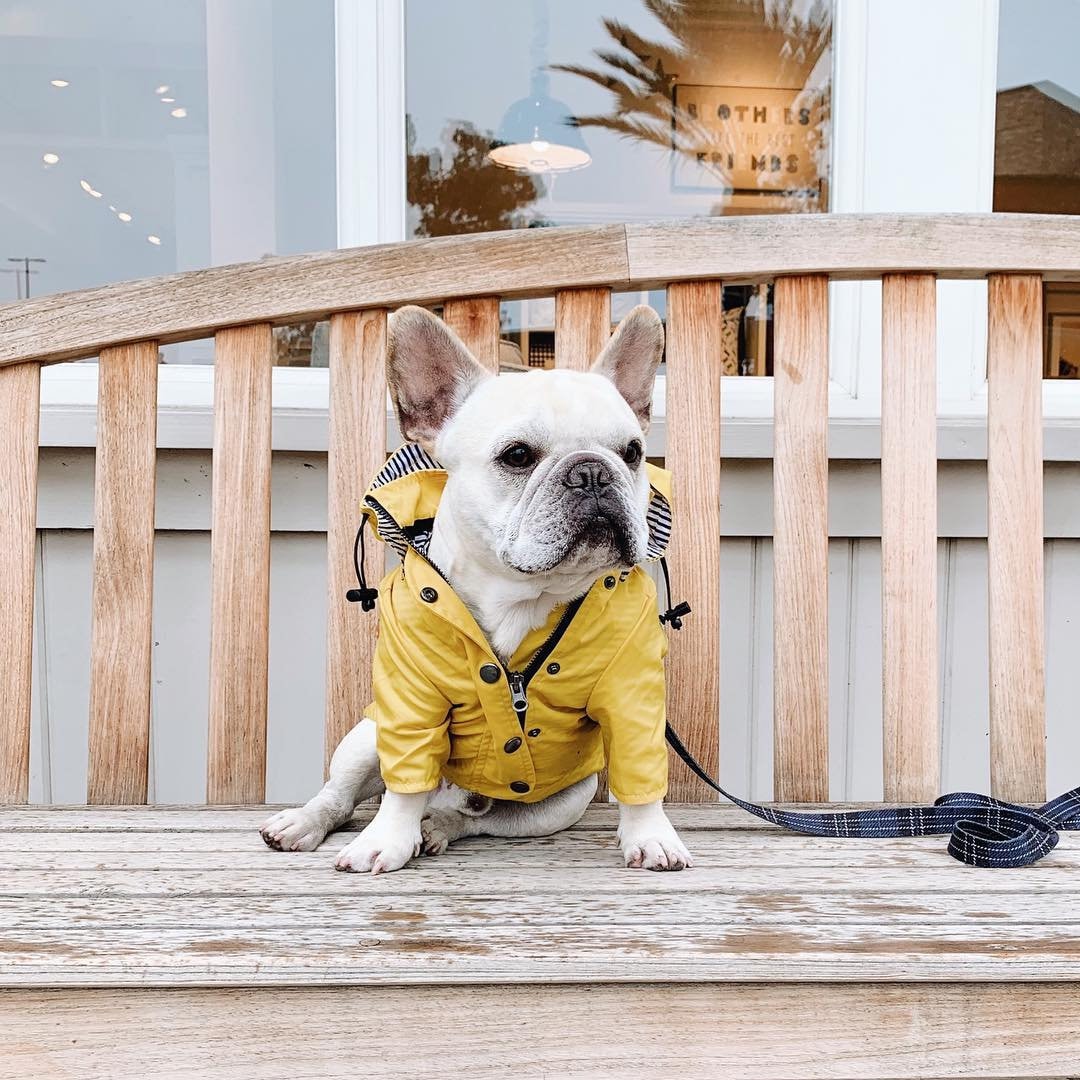 Pretty Yellow Dog Raincoat - Pet Clothes, Rain Jacket with Hoodie, Pocket Adjustable Fit, For Small Medium Large Dogs, Modern and Stylish