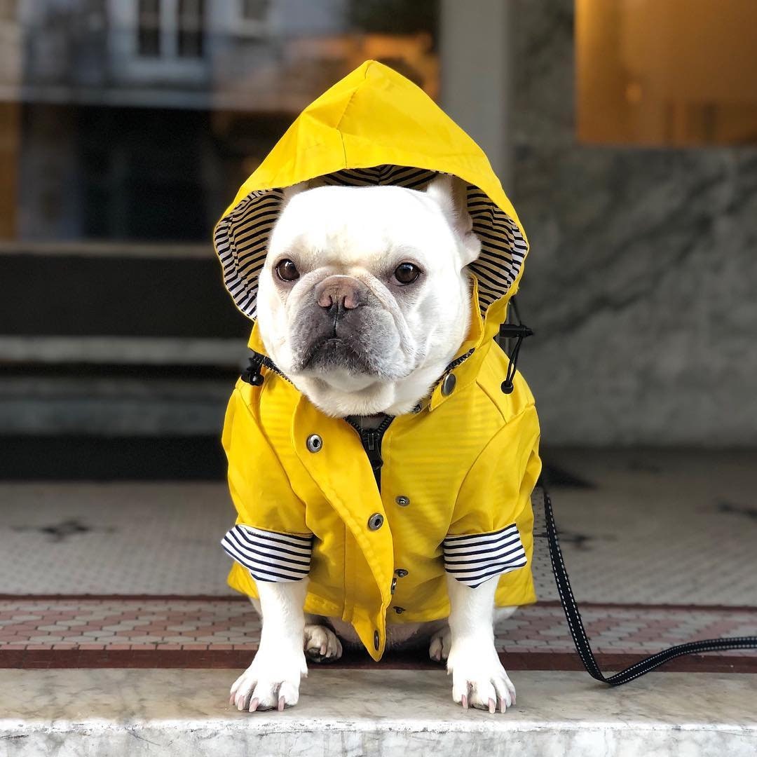 Pretty Yellow Dog Raincoat - Pet Clothes, Rain Jacket with Hoodie, Pocket Adjustable Fit, For Small Medium Large Dogs, Modern and Stylish