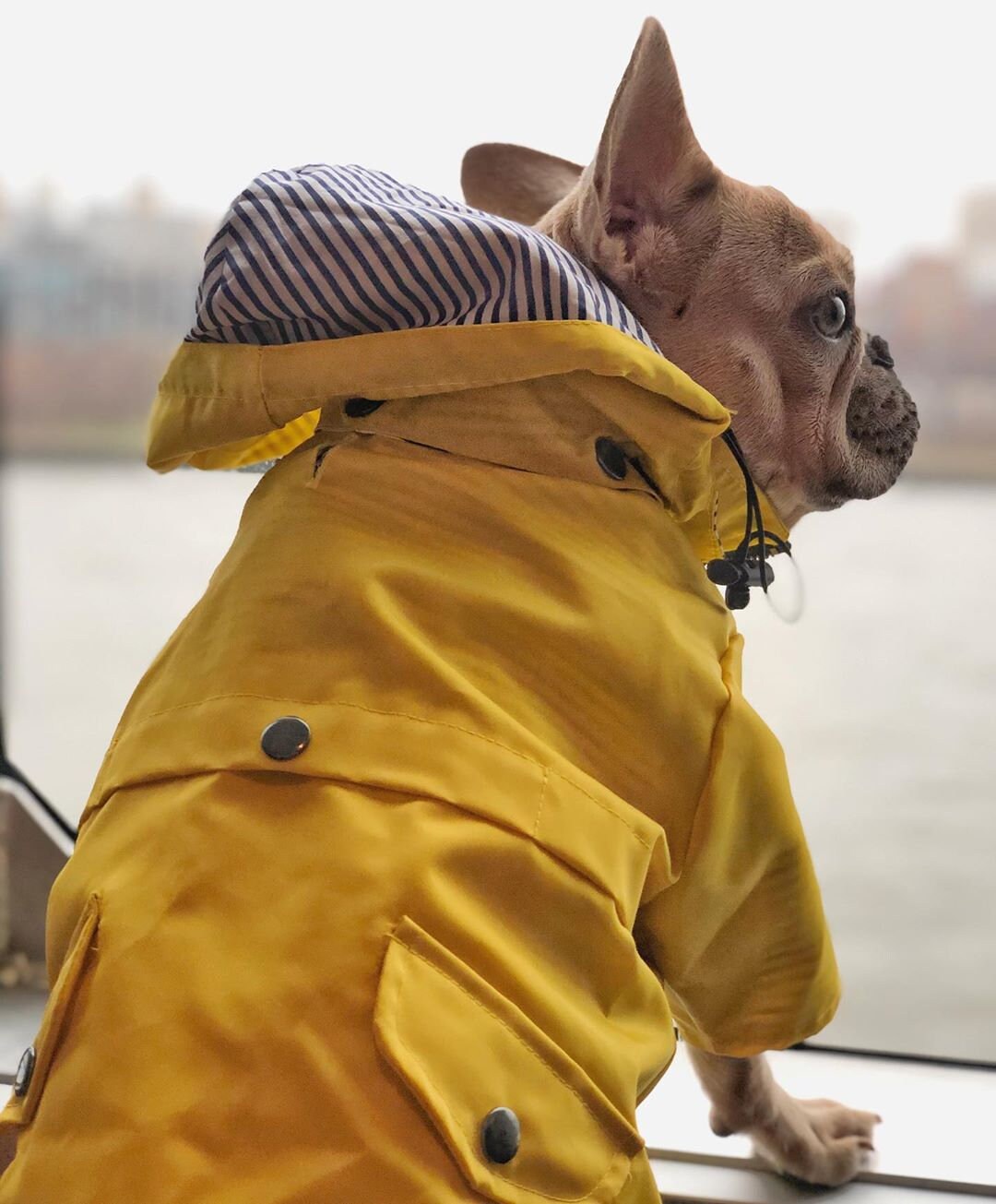 Pretty Yellow Dog Raincoat - Pet Clothes, Rain Jacket with Hoodie, Pocket Adjustable Fit, For Small Medium Large Dogs, Modern and Stylish